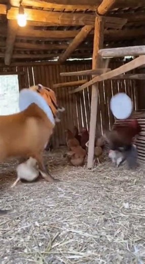 The Unmasking of a Predator: A Coop's Fight for Life