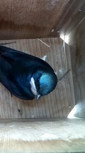A little visit from this Tree Swallow 🥰 #wildlife #birdwatching #nature #birdhouse #birds | Nest Box Live