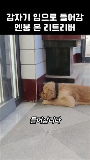 갑자기 입으로 들어감, 멘붕 온 리트리버 #강아지 #병아리