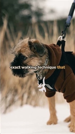 Loose-Leash Walking: How to Stop Your Dog From Pulling for Good