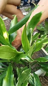 Variegated Dracaena thru Sand Propagation 💥💁🙋🍀🌿🍃😁 #plants #garden #virals #everyone #fbreels24 #viralreel #everyonefollowers #StarsEverywhere | Angelie's Garden