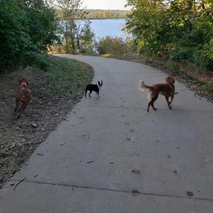 Can Boston Terriers Swim? What Owners Say & Training Tips - Boston Terrier Society