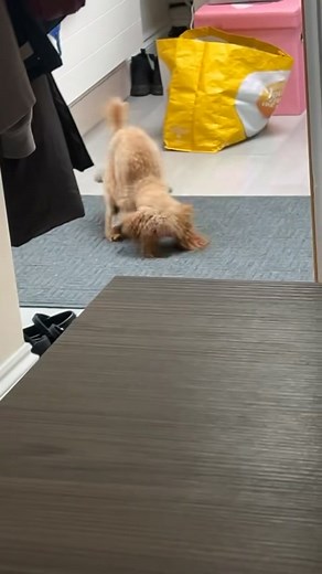 Funny Dog Moments to Brighten Your Weekend