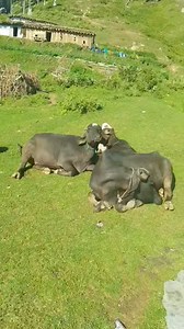 #discoverkashmir #explore Discover Kashmir | Discover Kashmir