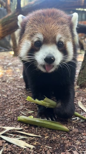 71K views · 3.4K reactions | Bamboo noms with Mei Lee  While the diet of both red pandas and giant pandas mainly consists of bamboo, raw bamboo actually contains cyanide, and would make humans extremely sick. Amazingly, both species can neutralize the cyanide in their digestive system and convert it into a less toxic chemical! | Nashville Zoo | Facebook