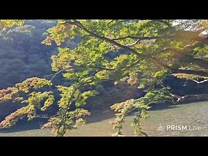 秋の京都 嵐山散策 ライブ #京都 #嵐山 #ライブ