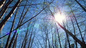 Tall trees in the middle of a forest with birds chirps and whistles. sun rays among the forest trees. Birds singing in the forest with run rays going through tree branches