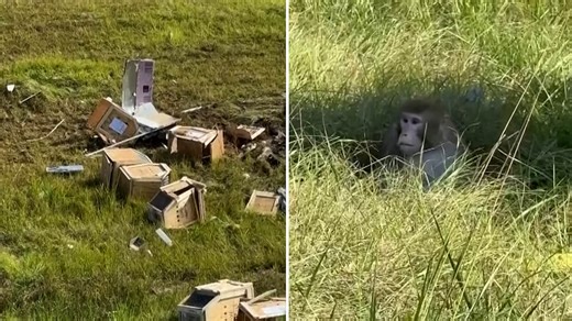 'Dangerous' monkeys escape from truck that overturned on highway