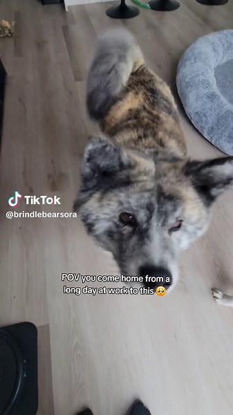 Heartwarming Akita Moments to Brighten Your Day
