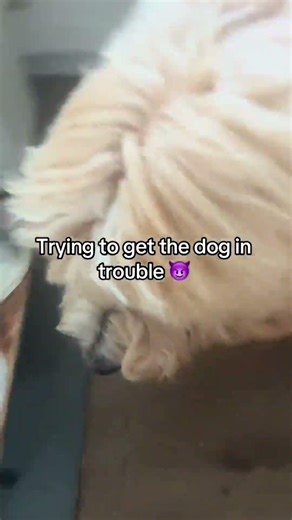 The golden doodle didn’t wanna stick around for mom😂#goldendoodle #tumbler #stainlesssteel