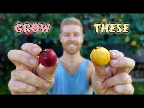 Cherry Guava - The Perfect Fruit Tree for Beginners (and it tastes great!)