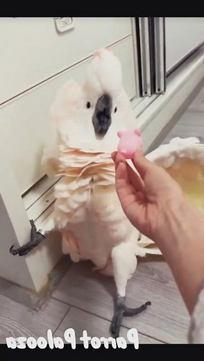 sr parrot birds _ amazing colourful talking sound parrot