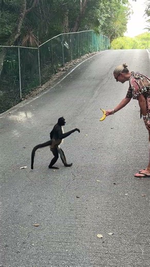 Monkey at Grand Sirenis- Mexico 2026