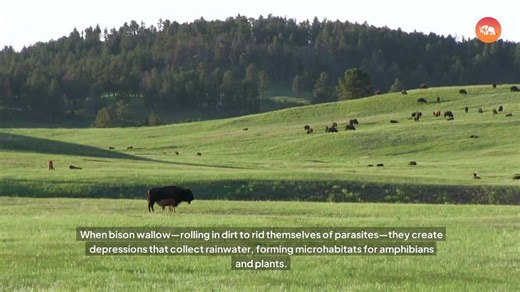 Massive Bison Herd Thunders Across Montana Land
