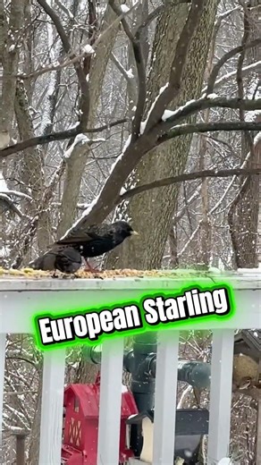 European Starling Creature Report! #nature #birdsong #birdwatching #fishing #birds #wildlife