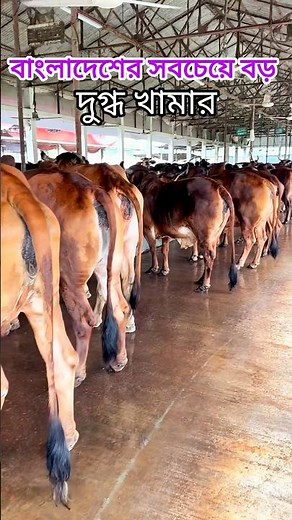 The largest dairy farm in Bangladesh || The largest dairy farm in Bangladesh #cowmilk #dairyfarm #4u