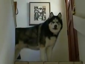 4.5M views · 44K shares | Turns out there's nothing more terrifying than this husky... Video: HenningCA | Active Traveller Magazine | Facebook