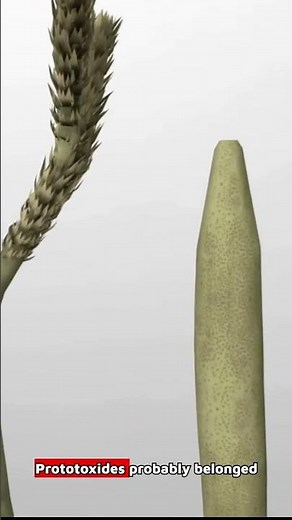 Prototaxites: The Giant Mystery Organism That Ruled Earth Before Trees