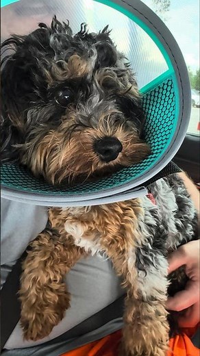 Puppy Heading Home After Being Neutered!
