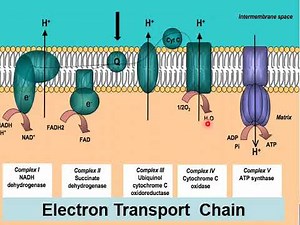 Biochemistry : Biological Oxidation part 2
