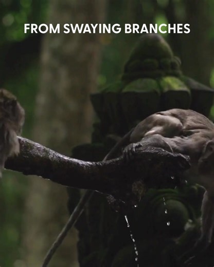 Forest Stewardship Council (FSC) on Reels