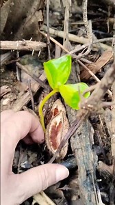Tropical Almond tree seedling 🌱✨💛