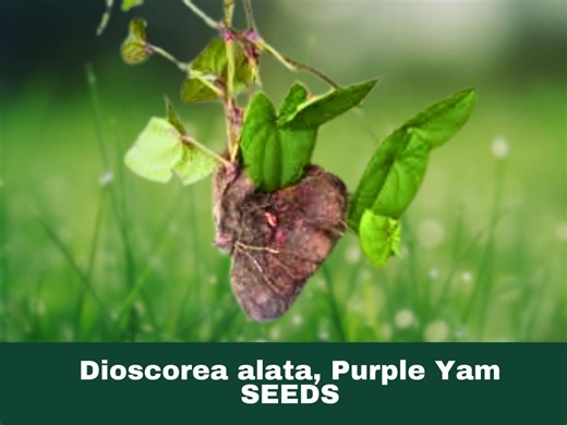 5 Seeds Purple Yam Vine (dioscorea Alata) - Etsy