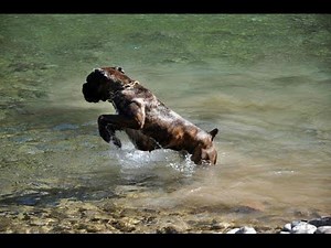 Schutzhund Boxer, Police K9, Working Boxer Dog,Deutscher Boxer, Boxer Dog