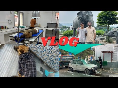 Stella's Spay Surgery: Ovary & Uterus Removal 🐾❤️ || Dog Sterilization At Ponta Sahib