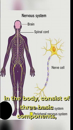 The Longest Cell in the Human Body #shorts