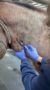 Skill 40: venipuncture & medicine injection combo (equine)