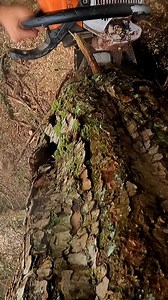 Blue chainsaw saved the day #treework #treechopping #chainsaw #asmr | Guilty of treeson