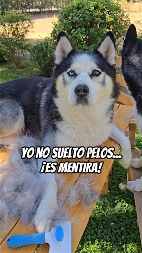DON’T get a Siberian Husky if you aren’t ready for this...