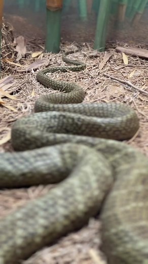 The king cobra is a big snake with a big reputation. The big game is nearly here! Are you ready for it? 🏈🐍🖤 #MuseumTok #STEM #reptiles #snakes #cobra