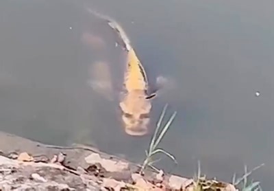 Fish with 'human' face spotted in a Chinese lake