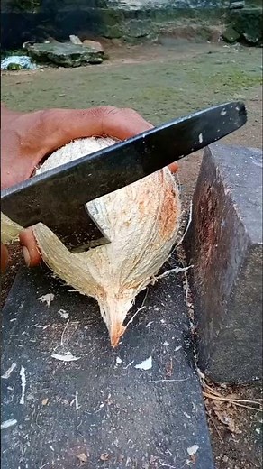 coconut opener | removing coconut meat from shell