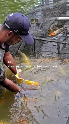 Ikan koi Kujaku hasil breeding HK FARM JABUNG, yang di besarkan dengan pakan Mega Jumbo segera hadir