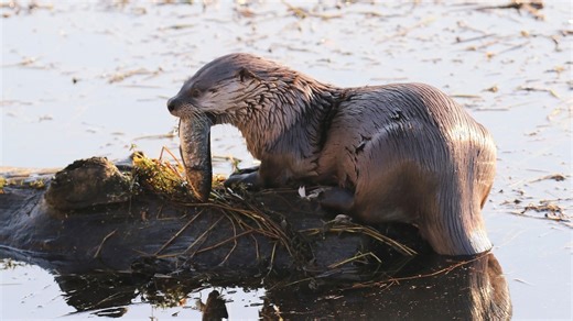 How sea otters prevent coastal erosion: Study