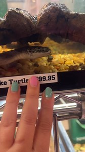 5.4K views · 60 reactions | $600?! #turtle #expensive #expensivetaste #reptiles | Tango Thedwarf Caiman | Facebook