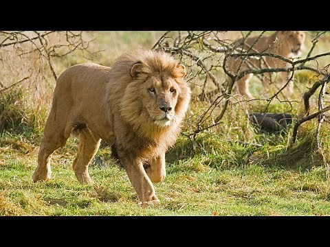 The Katanga Lion:Lions of the Congo: The Untold Story of the Katanga Lion- Africa’s Largest Predator