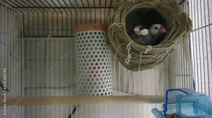 Pair Of Small Passerine Java Sparrow Birds In A Nest Inside The Metal Railing Cage In Tokyo, Japan. - Topdown Shot