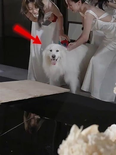 Is The Dog Getting Married 🐶💍 #shorts