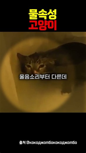 ㅜㅜㅜㅜ 울음소리가 졸귀