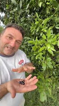 The laurel berries