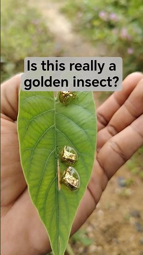 Real Golden Ladybug? 😲 #nature #YumnaVillage #insects #shorts
