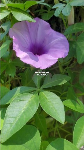 Sweet potato plant or Ipomoea cairica #ubikates #ipomoea #ipomoeacairica railroad creeper