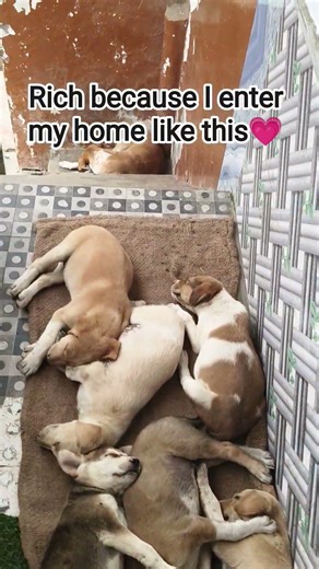 rich because I enter my home like this 💗 #youtubeshorts #cat #youtubecreator #labrador #persiancat