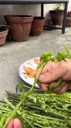 Fiddle head fern for vegetable #countrybeauty #vegetable #nature