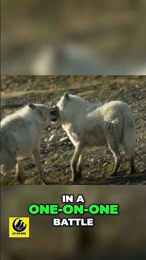 Hyena vs Wolf - Who Would Win in a Fight