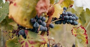 Damaged grape grains due to drought. Red wine grapes. Close up of diseases of grapes on vines growing